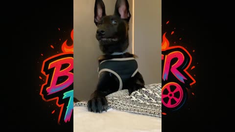 🐾 🐶 Hilarious Belgian Malinois Moments | Funny Dog Compilation 2025"