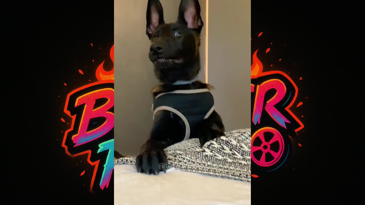 🐾 🐶 Hilarious Belgian Malinois Moments | Funny Dog Compilation 2025"