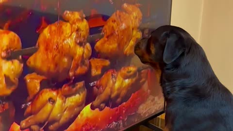 Rottweiler Tries to Lick TV Chicken