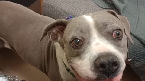 Sheldon 9y A859258 he's fostered, needs forever adoptin home Adores company getting loving2025824226