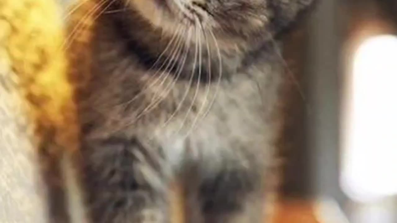 🐾😂 Funny Pet Antics | Cuteness Overload!