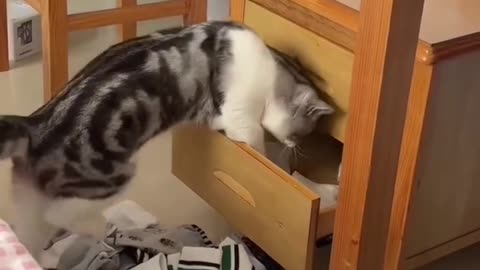 funny cats compilation