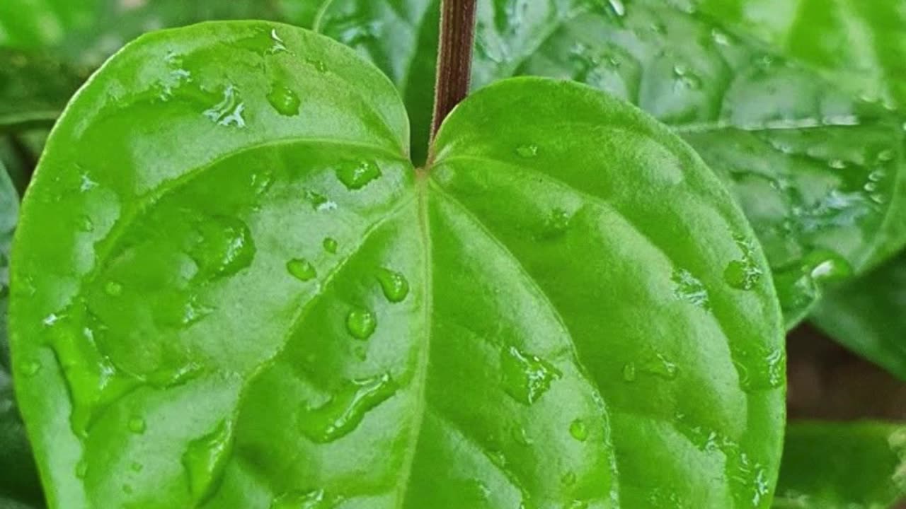 पान खाने के ज़बरदस्त फायदे