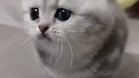 Самый милый котенок мяукает на диване #котенок #шортс #cat #catshorts