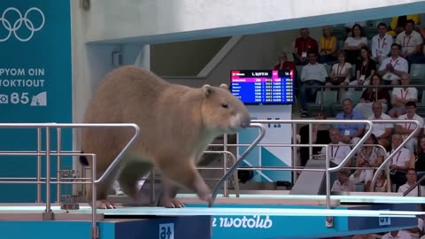 Who Wins Gold? | Animal Olympics