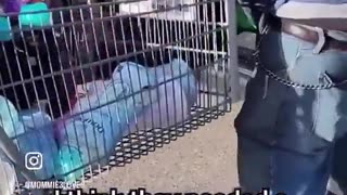 The dumbest criminals EVER! 😂😂