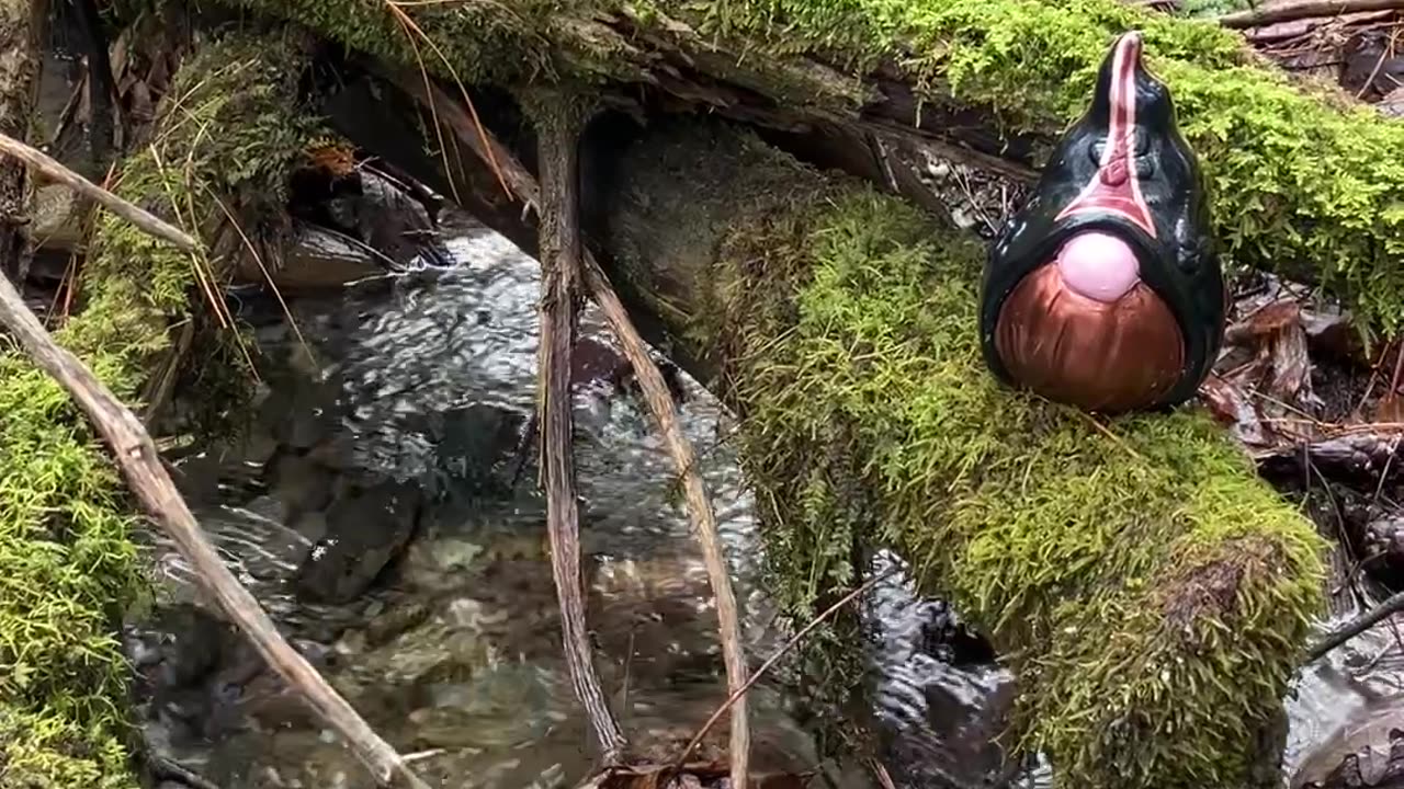 The Morrigan Gnomes, Part II