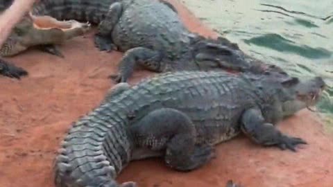 The crocodile is afraid of the shovel.
