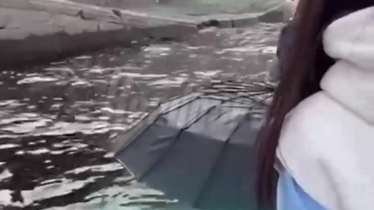 Rescatan con un paraguas a un gatito que se estaba ahogando