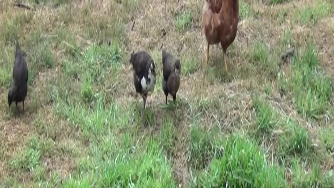 hen