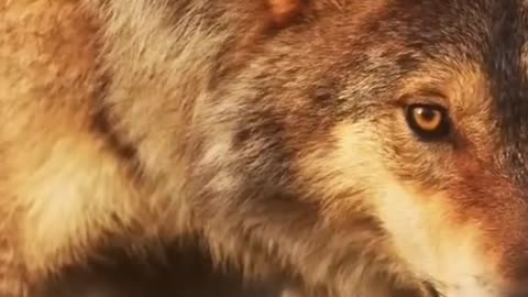 Cutest Animal Moments That Will Melt Your Heart ❤️