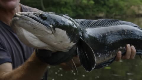 Unbelievable! The Largest Fish of River Monsters Season 9