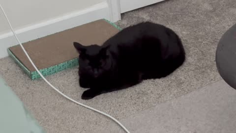Cute Precious Piper is Very Diligent at Being a Traffic Cone - Adopting a Cat from a Shelter Vlog
