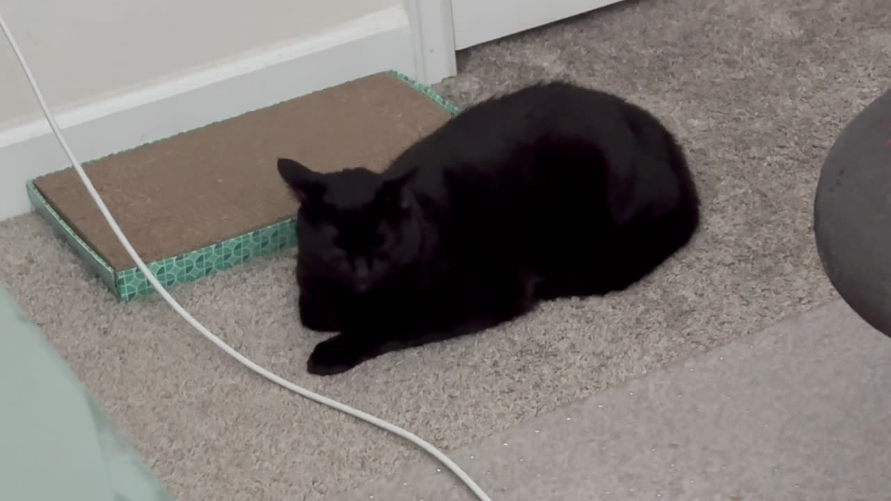 Cute Precious Piper is Very Diligent at Being a Traffic Cone - Adopting a Cat from a Shelter Vlog