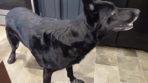 🤣🐕 Dog’s Hilarious First Time Wearing Shoes! | FunFM