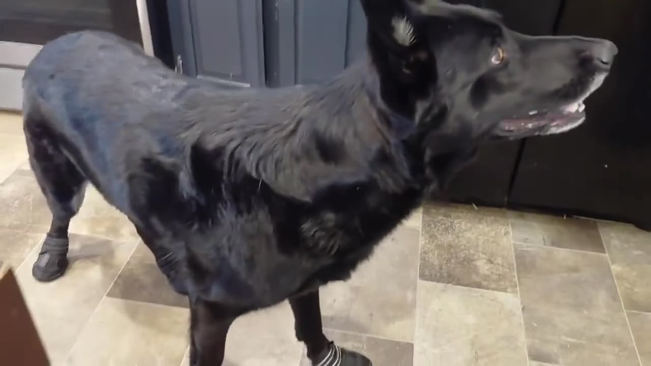 🤣🐕 Dog’s Hilarious First Time Wearing Shoes! | FunFM