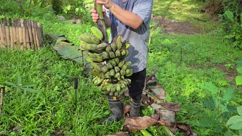 🍌 Banana Harvest in the Philippines | Expat Farm Life 🇵🇭🌾