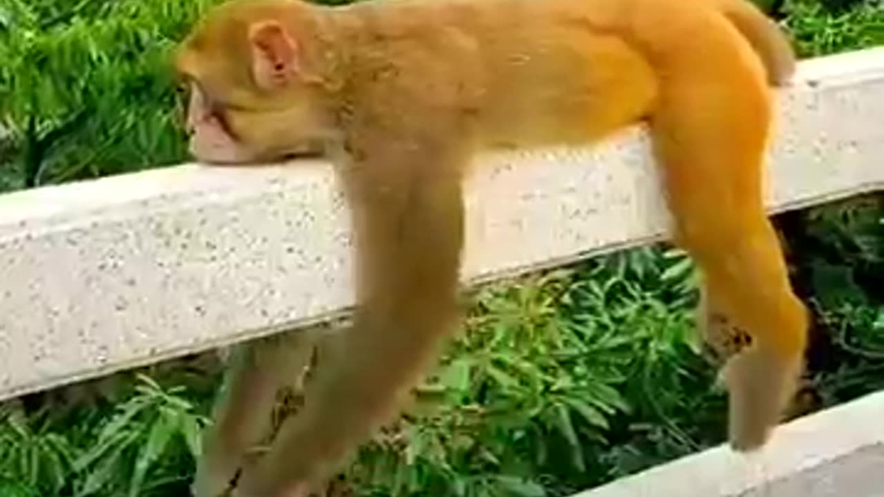 zoo animals, zoological park, exotic animals. kids zoo video zoo vlog,