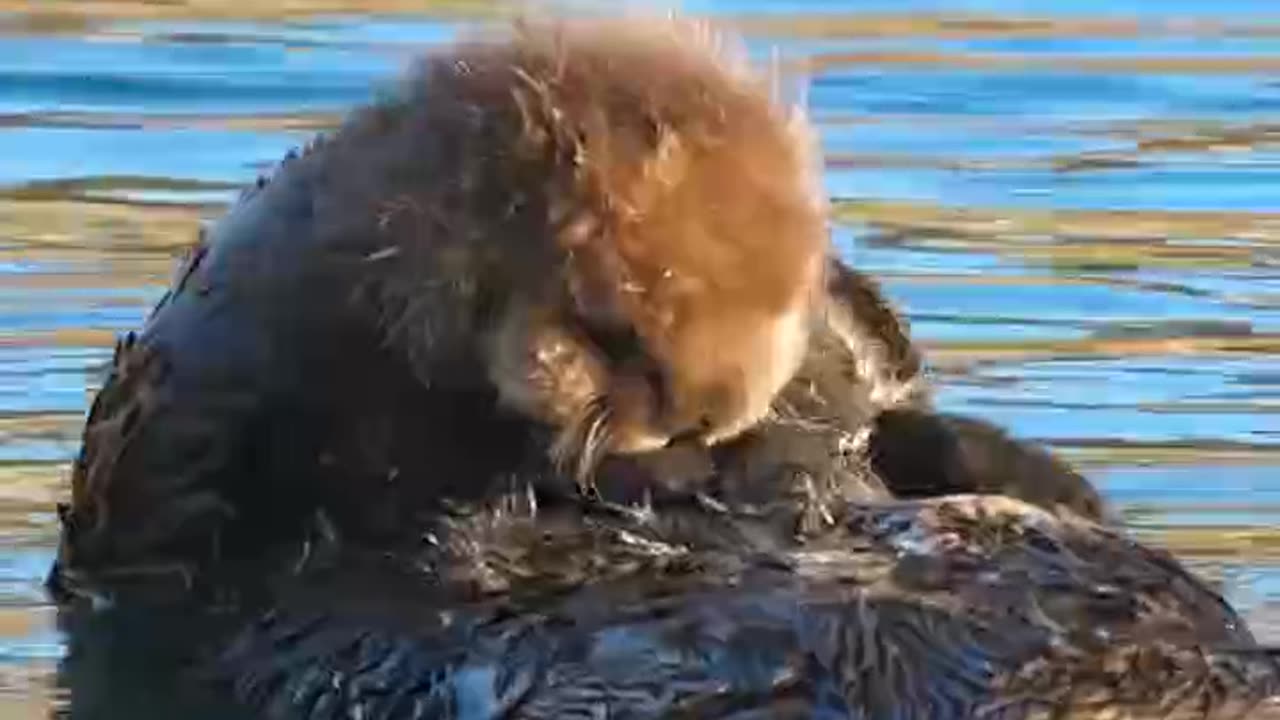 Otter float