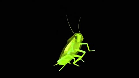 Grasshopper dance💃🕺