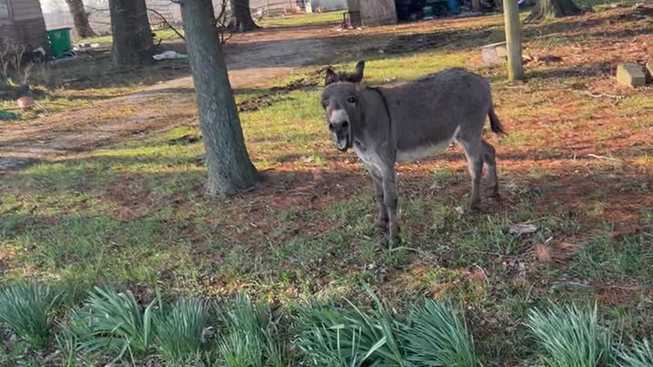 Back Talking Beck The Donkey