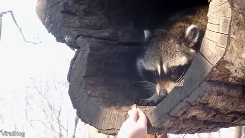 Free Funny Animal Videos