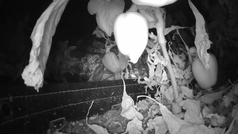 🌿 Come Explore With Me – Gen X Nature Stream 🔥 Live Pepper Jungle • Retro Vibes • Chill Energy