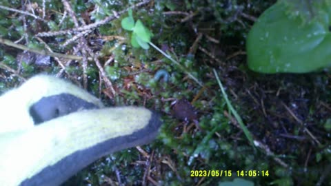 ANCORA LEGNA (15 MAGGIO 2023) [II° PARTE]