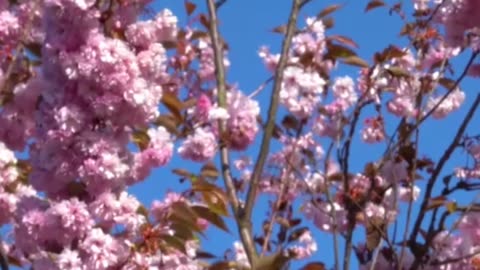 Cherries in World Culture: Myths, Festivals, Symbolism & Ancient Healing
