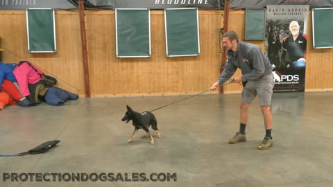 German Shepherd Puppy doing Protection workout