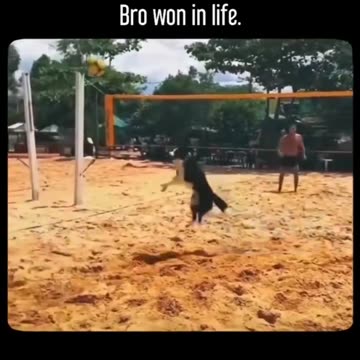 This Dog Becomes the Ultimate Volleyball Teammate! این سگ بهترین هم‌تیمی در والیبال شد!