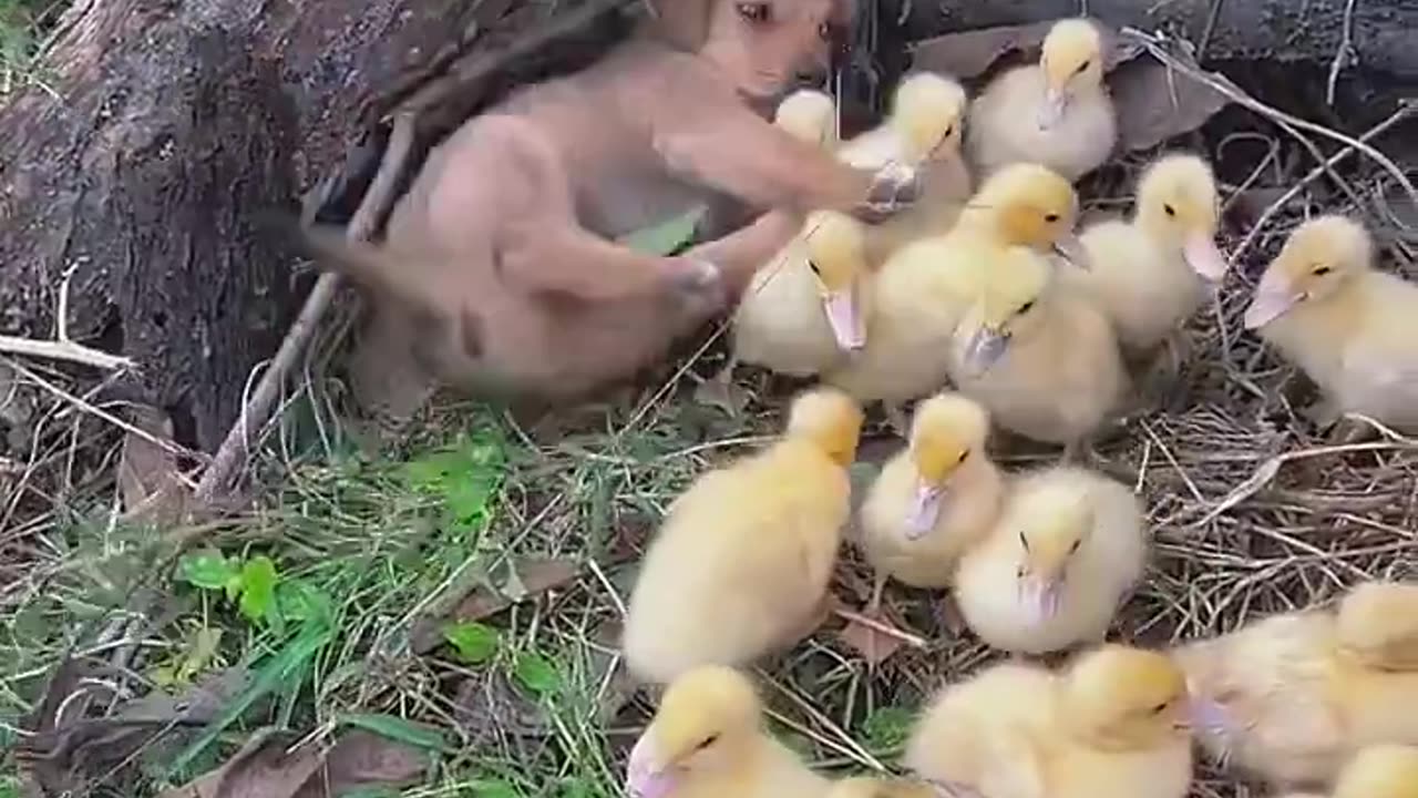 Little buddies 🤔😊
