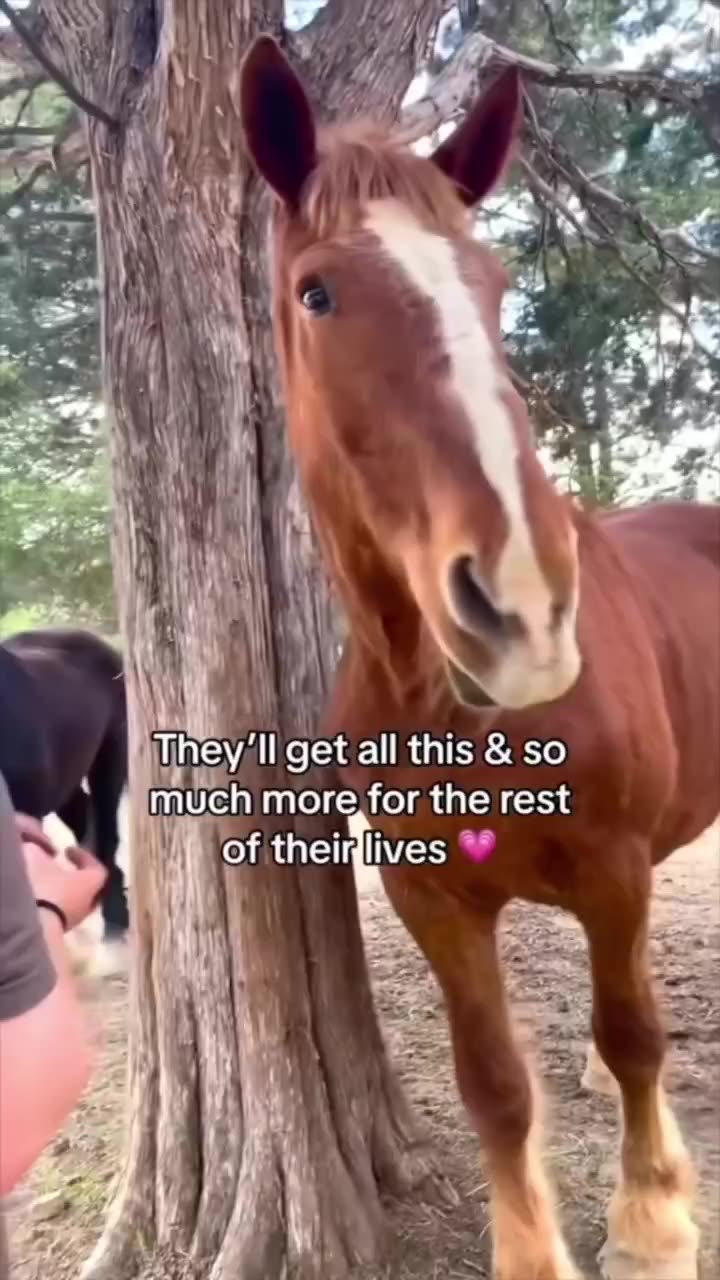 SANCTUARY MONDAY 8/11/25