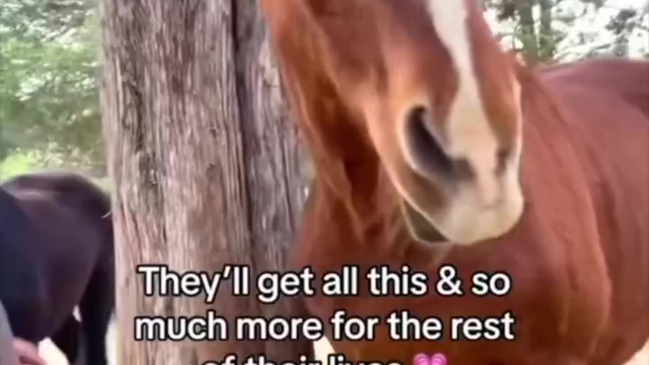 SANCTUARY MONDAY 8/11/25