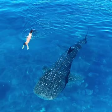 Gentle Giants (via:@livemanuel)