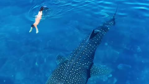 Gentle Giants (via:@livemanuel)