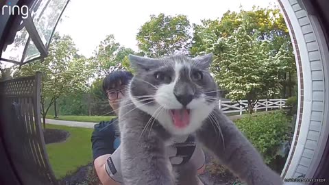 Friendly Neighbor Returning My Cat