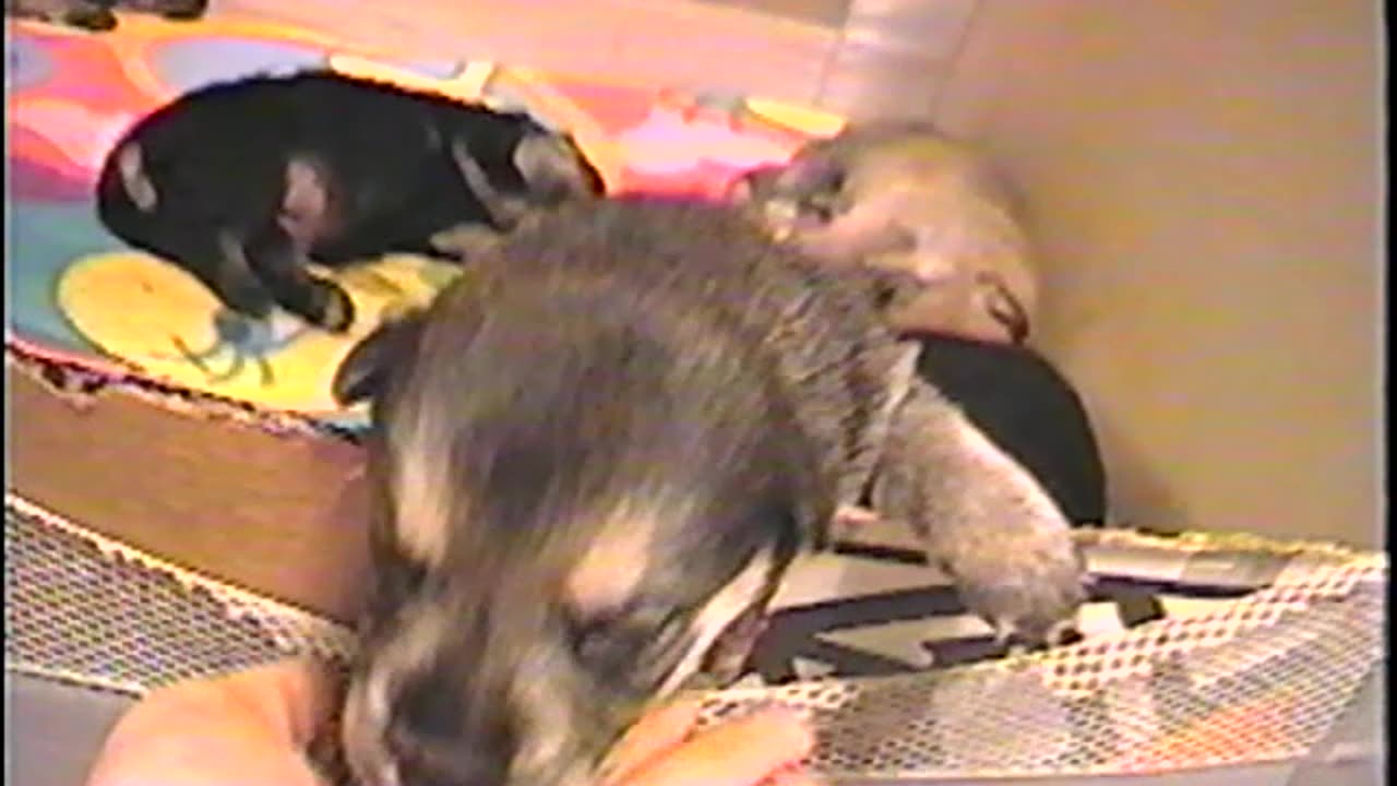 2002-VA-Puppies-8