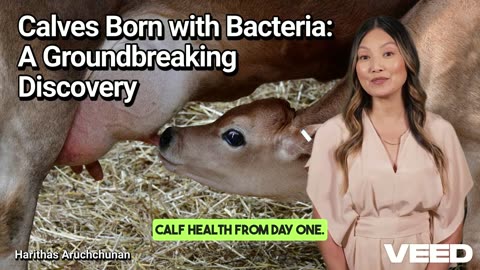 Groundbreaking Research: Calves Born with Microbes in Their Gut