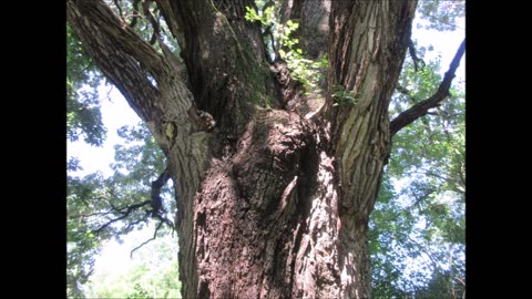 Life and Legacy Burr Oak Tree 260 yrs old Aug 2024
