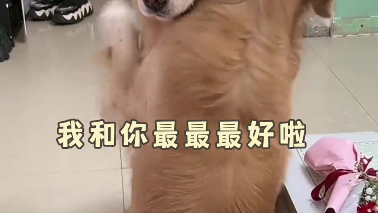 Dogs are also romantic