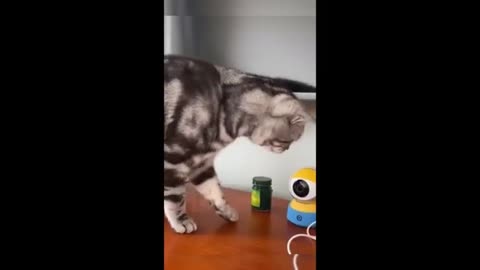 FUNNY ANIMAL
