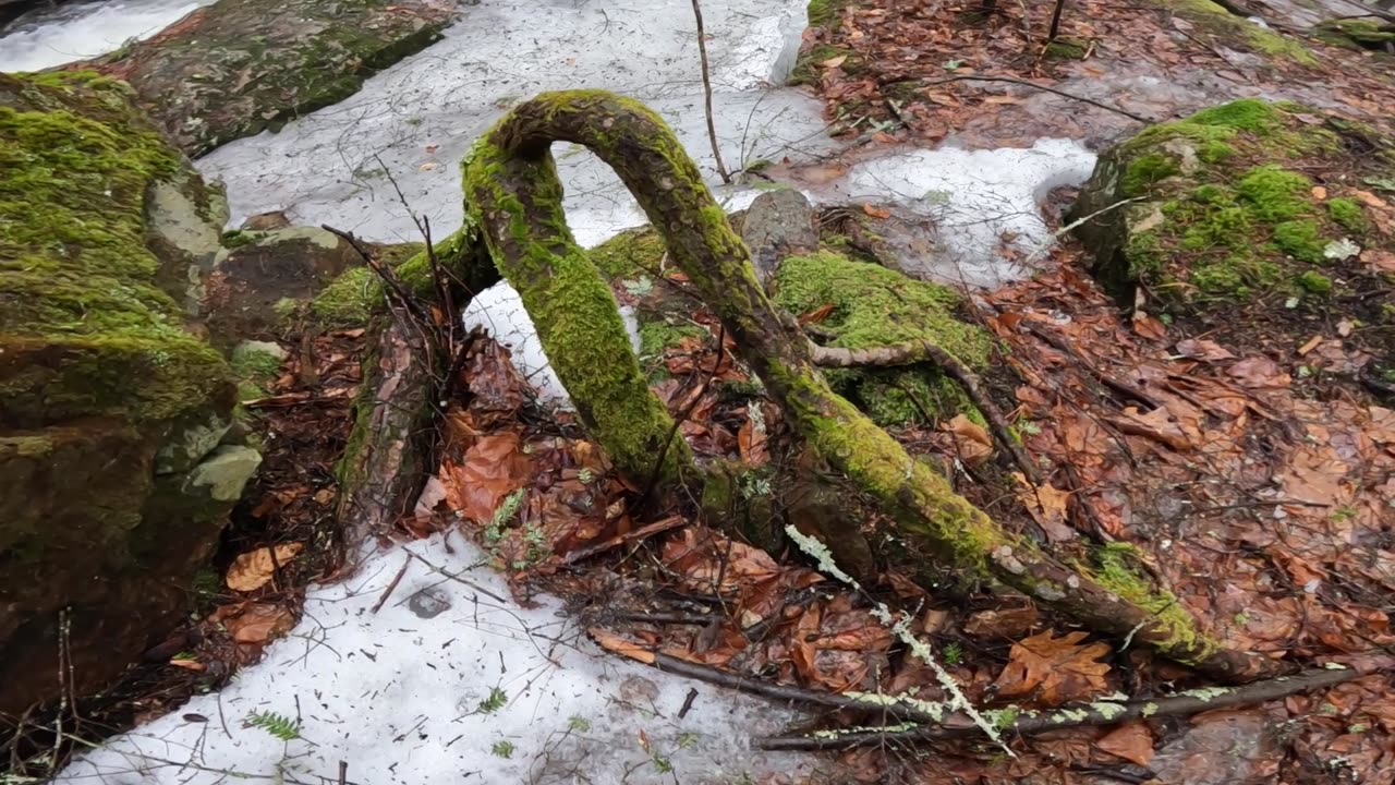Rad Root