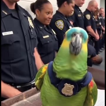 Parrot & Cops – Parrot Interrogation Goes TOO FAR 😂🦜🚔 #papagoiecho #talkingparot #duet #funny #birds