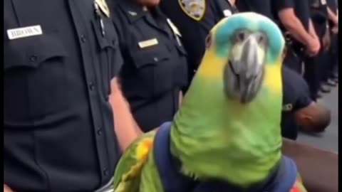 Parrot & Cops – Parrot Interrogation Goes TOO FAR 😂🦜🚔 #papagoiecho #talkingparot #duet #funny #birds