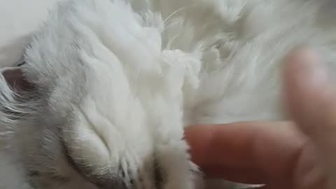 Cat’s Reaction to a Single Finger Touch Is Pure Magic 😻