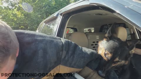 Protection dog provides arm workout
