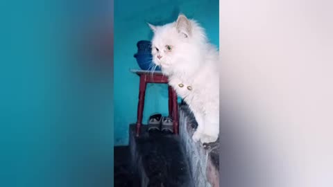 new funny cat and dog videos part 43