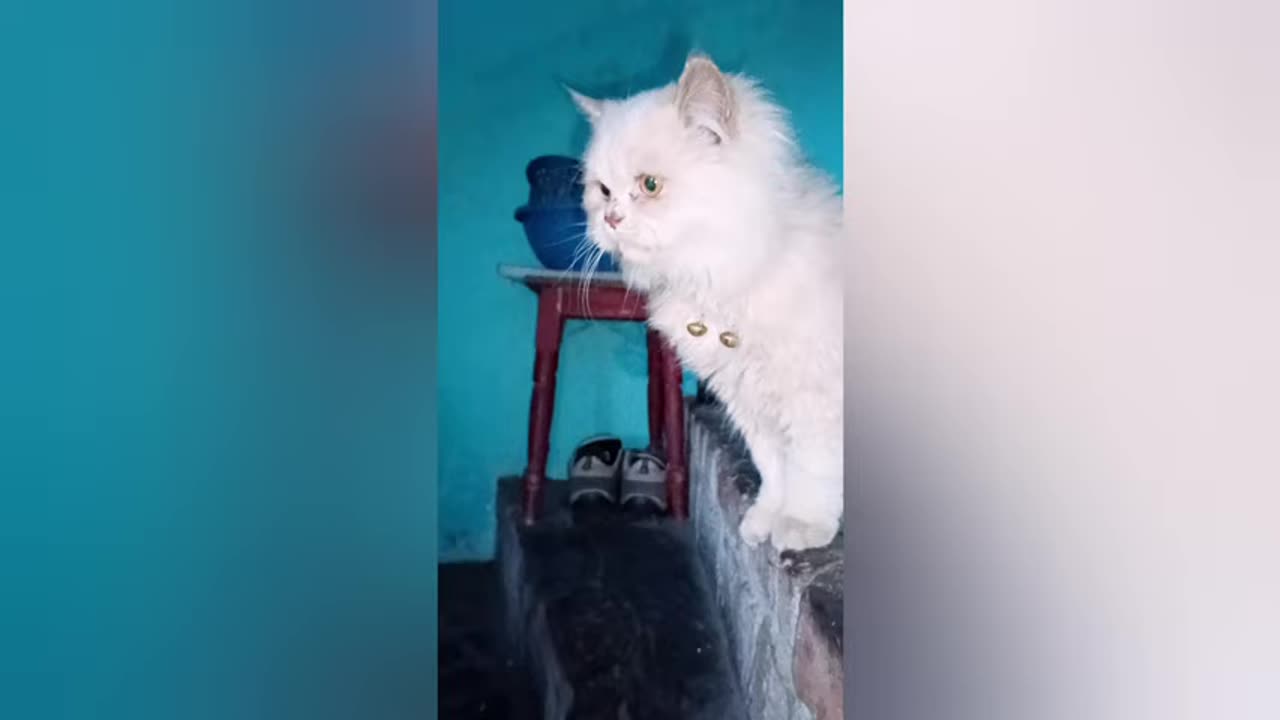 new funny cat and dog videos part 43