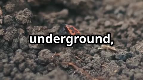 🦗 Earthquake Songs Meet the Mole Cricket Louder Than a Lawnmower 🌍🔊